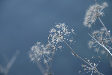 A closeup of an autumn flower imitating a snowflake, on a blue sky.