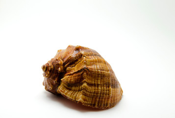 Large seashell on a white background photo