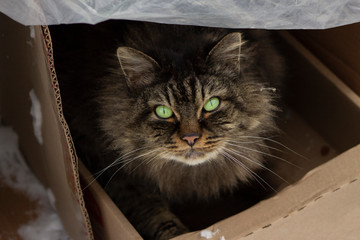 furry homeless cat sitting in a box outdoor