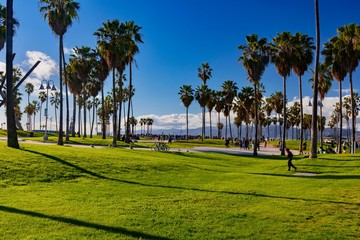 Obraz premium palm trees on the beach