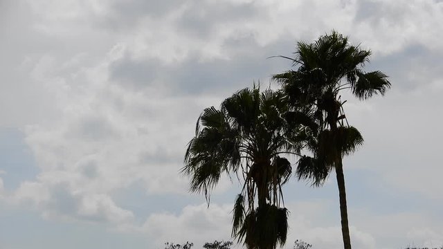 Siloette Of Two Palm Trees Blowing On A Windy Day With White Clouds In Sky