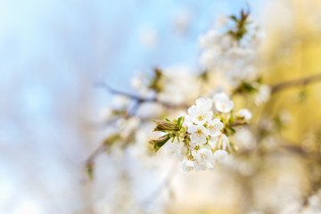 Branch of a blossoming tree on a garden background.