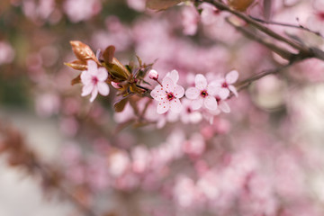 Branch of a blossoming tree on a garden background.