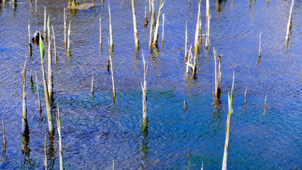 
Bulrush on the lake. Dirty water.