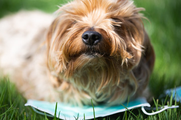 Yorkshire Terrier in the Meadow with Mouth Guard