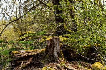 Thüringer Wald