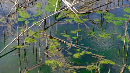 
Bulrush on the lake. Dirty water.