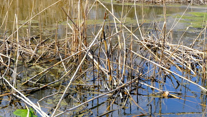 
Bulrush on the lake. Dirty water.