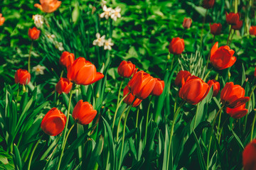 New York City, NY, USA - 04/08/2019: 
Tulip in Central Park