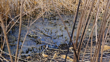 
Bulrush on the lake. Dirty water.