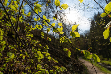 Fototapete bei efototapeten.de bestellen   