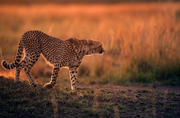 Cheetah during dusk in Savannah grassland, Masai Mara