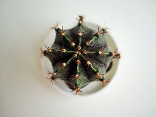 Small cactus with white cup for decorating in your room