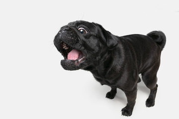 Pug-dog companion is posing. Cute playful black doggy or pet playing isolated on white studio background. Concept of motion, action, movement, pets love. Looks happy, delighted, funny.