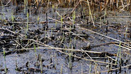 
Bulrush on the lake. Dirty water.