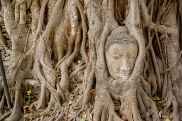アユタヤの木の根の仏像の首：タイの旅先の風景