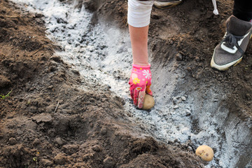 A female hand in a colorful glove lays potatoes in a ditch sprinkled with ash for fertilizer. The...