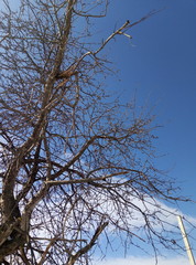 tree branches against blue sky