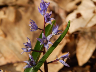 Scilla flowers
