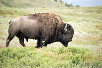 Bison Grazing