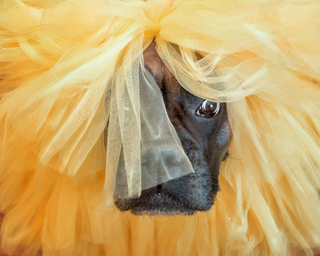 boxer dog portrait
