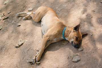 アユタヤの寺院で出会った犬, DOG, 東南アジアの雑種犬