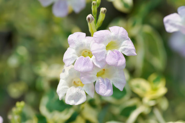 Obraz premium Ganges Primrose, Ganges River asystacia or Chinese violet