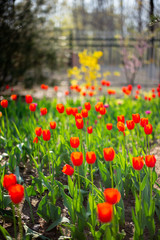 Fototapeta premium spring tulip wood forest