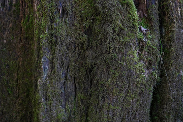Texture - Wall Deterioration - Moldy wall - Rust