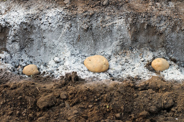 Potatoes laid in ash-fertilized holes in a row. The process of spring planting potato tubers in the...