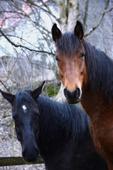 Horses © Konrad