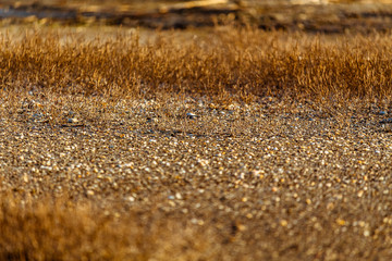 texture of sand