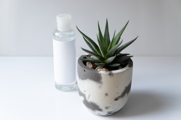 Cosmetic bottle for liquid, cream, gel, lotion. Hand sanitizer. Organic natural science beauty product. Battle with haworthia flower on white background