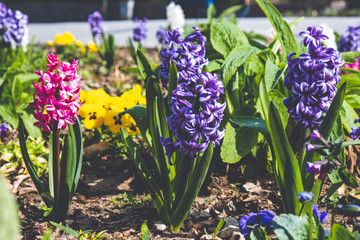 Fototapeta premium spring hyacinth flower reaches for the sun
