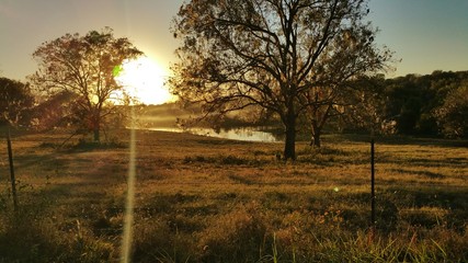 Fototapeta na wymiar Sunbeam Falling By Trees On Grassy Field At Sunset