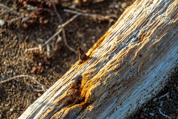 Old log