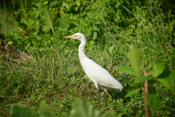 Hikkaduwa, Sri Lanka - March 11, 2019: Great Egret bird in the village