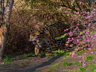 The clouded leopard, Neofelis nebulosa, is a wild cat occurring from the Himalayan foothills through mainland Southeast Asia into southern China.