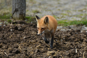 Red fox walking in barnyard