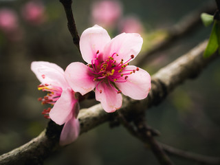 Lovely Peach Blossoms in Ha Giang, Vietnam. The flower of spring season in northern Vietnam.