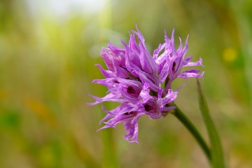 variety of wild orchid in the woods in spring