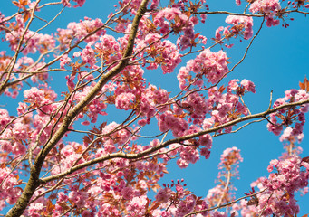 Looking up at abebuia rosea tree in bloom, also called pink poui, and rosy trumpet tree