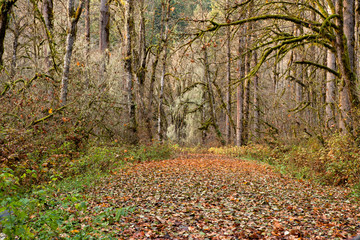 National Park Forest