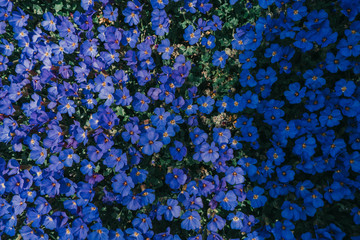 glade of dark blue spring flowers in the sunshine