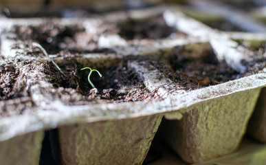 Tiny seedling is growing in carton container indoors.