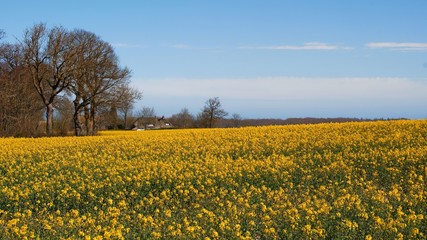 Reetdachhaus im Rapsfeld