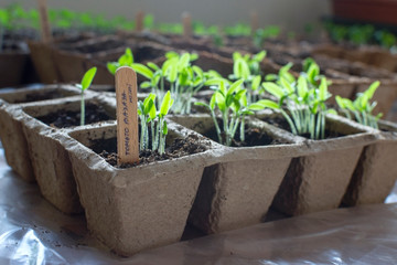 A lot of carton containers with soil and seedlings of tomatoes indoors. Wooden ice cream stick with handwritten text: 