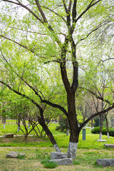 Obraz premium Spring park