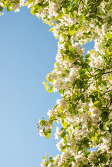 flowering branch of apple on the sky background