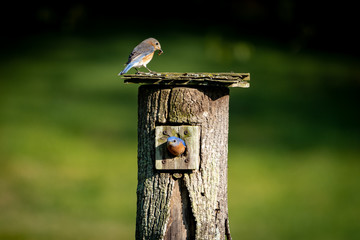 Bluebirds on house feeding babies